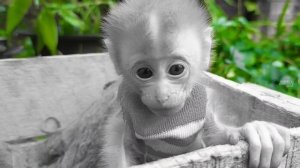 3 Days Old Newborn Baby Monkey❗️