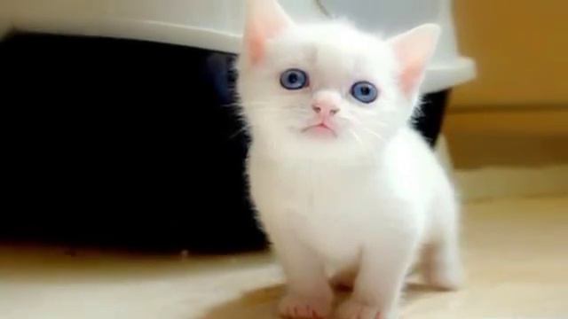 О чем думают животные смотреть онлайн