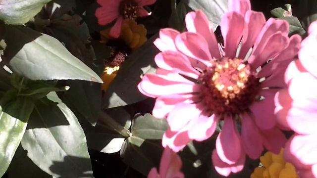 wonderful flowers in park of ooty ఈ అచ్చరుగొలిపే వివిధ సుకుసుమాలను వీక్షించండి смотреть онлайн