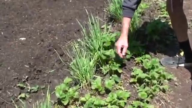 Земклуника. Уход, укрытие на зиму. Совместные посадки с чесноком. Урожайность. Шафиров Сергей смотреть онлайн