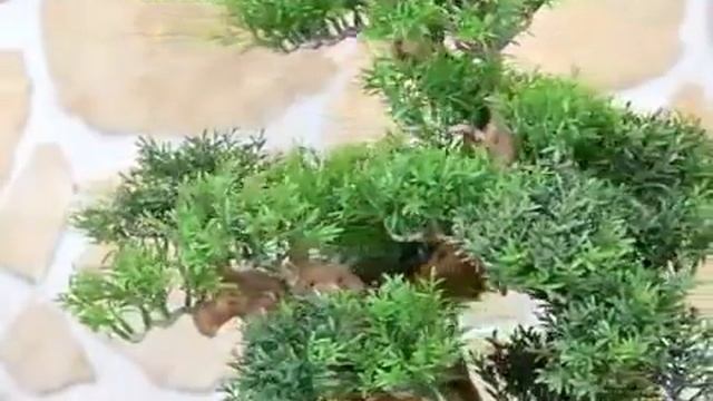 Подокарпус бонсай смотреть онлайн