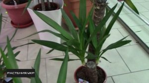 Юкка уход и полив в домашних условиях / Yucca care and watering at home