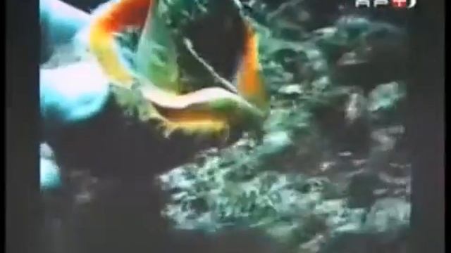 Рапана в Чёрном море "экологическая катастрофа" / Rapana in the Black Sea an ecological disaster смотреть онлайн