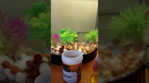 Корм для рыбки петушка. Как кормить рыбку петушка. Betta fish feeding. Favourite betta fishe'sfood