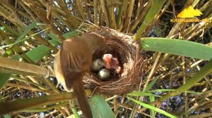 Почему кукушка подбрасывает яйца в чужие гнёзда