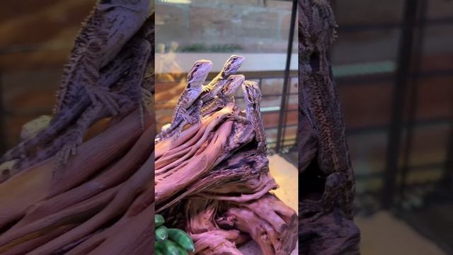 Бородатая агама в подарок к террариуму! Приходи в Пантерик ? смотреть онлайн