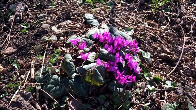 Первоцветы. Весна пришла! Самые красивые весенние цветы. смотреть онлайн