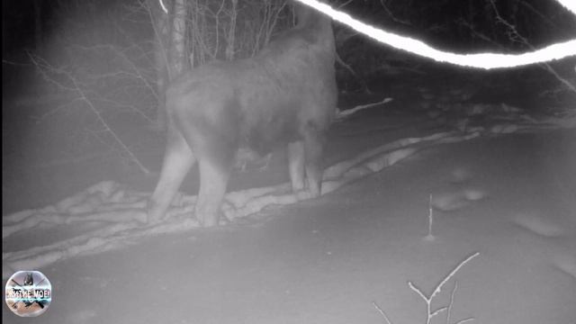 Лосинная тропа. Что кушают лоси зимой в лесу. Съёмка на фотоловушку смотреть онлайн