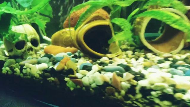 Мои рыбки) Аквариум на 200 литров. смотреть онлайн