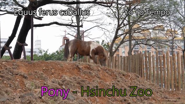 Pony (Equus ferus caballus) - Hsinchu Zoo смотреть онлайн
