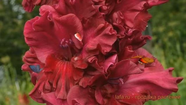 Гладиолус крупноцветковый Исполин (gladiolus) ? обзор: как сажать, луковицы гладиолуса Исполин смотреть онлайн