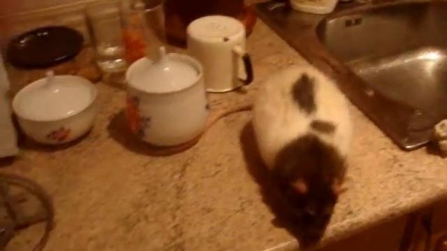 С 31 декабря 2013 по 3 января 2014 года. Холодец! смотреть онлайн