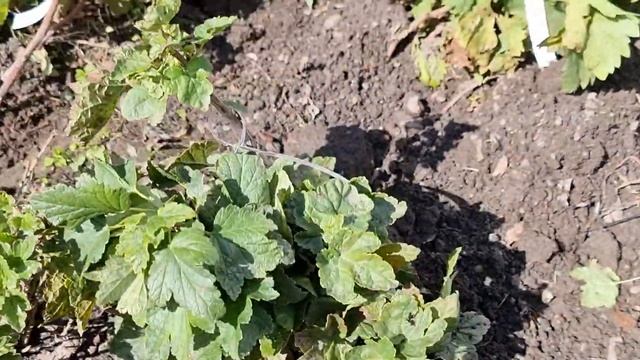 Всё по 250р. Виноград, смородина, крыжовник. смотреть онлайн