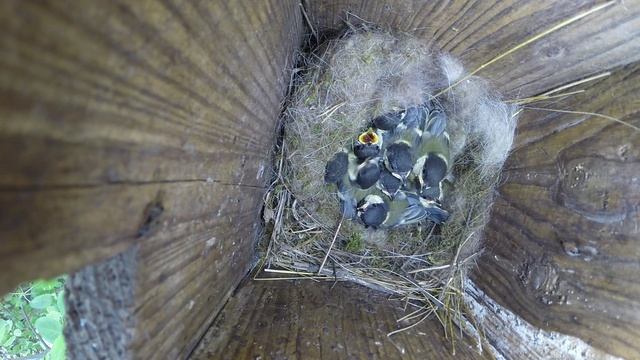 Синица большая №150603 3 скворечник в школьном саду 2015 06 05 1 смотреть онлайн