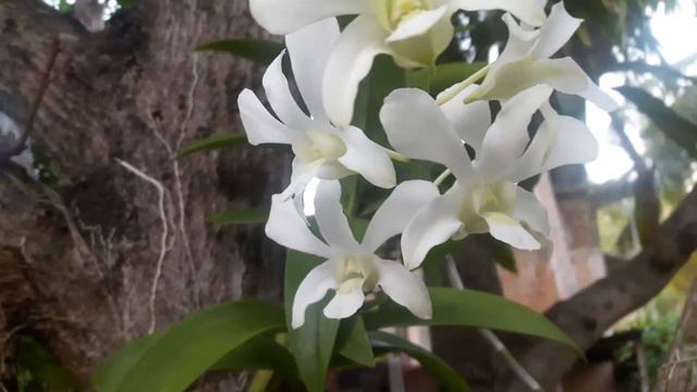 Dendrobium Orchid - White смотреть онлайн
