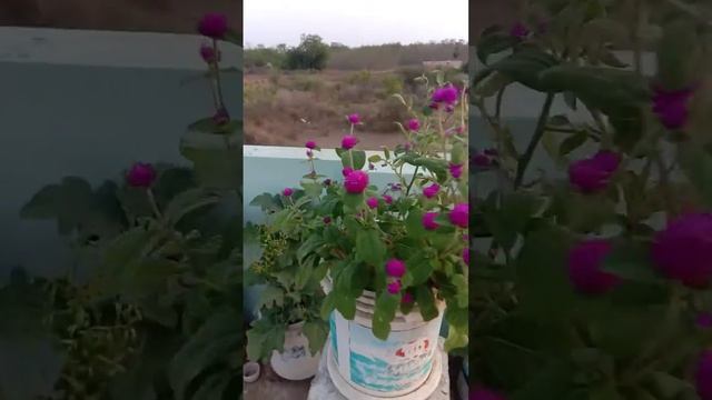 పొగడబoతి###gomphrena globosa#globe amaranth##vadamalli смотреть онлайн