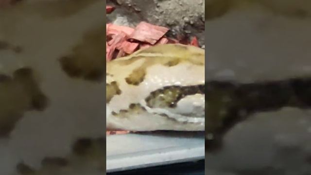 Baku Zoo ; Bakı Zooloji Parkı ; Бакинский зоопарк; смотреть онлайн