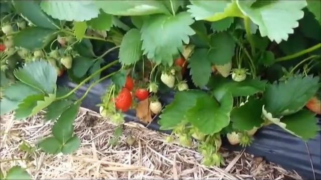 Как мы клубнику в Германии собирали-1. Продолжение следует. смотреть онлайн