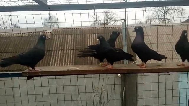 Жуки Черные Смоляные Бакинские Бойные Голуби. Pigeons.Украина. Кривой Рог. смотреть онлайн