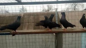 Жуки Черные Смоляные Бакинские Бойные Голуби. Pigeons.Украина. Кривой Рог.