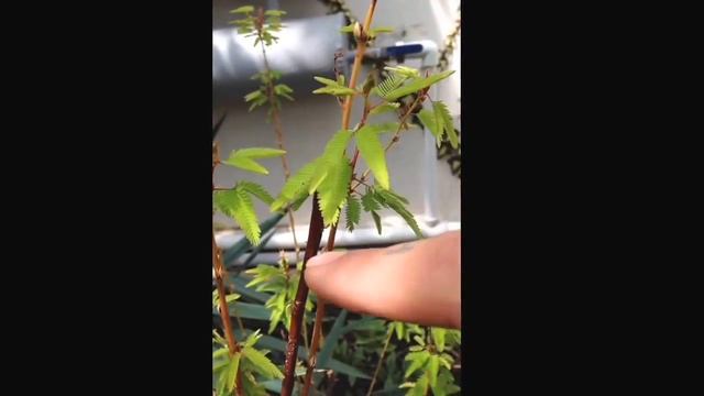 mimosa hostilis / pudica смотреть онлайн