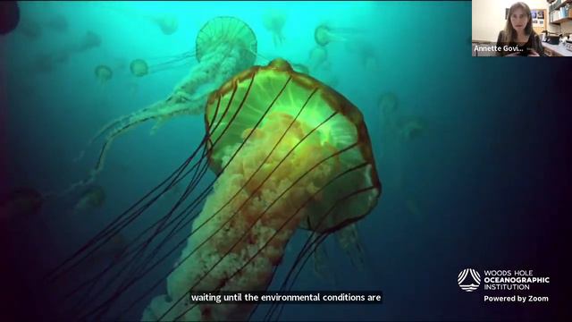 Ocean Encounters: Jellies смотреть онлайн