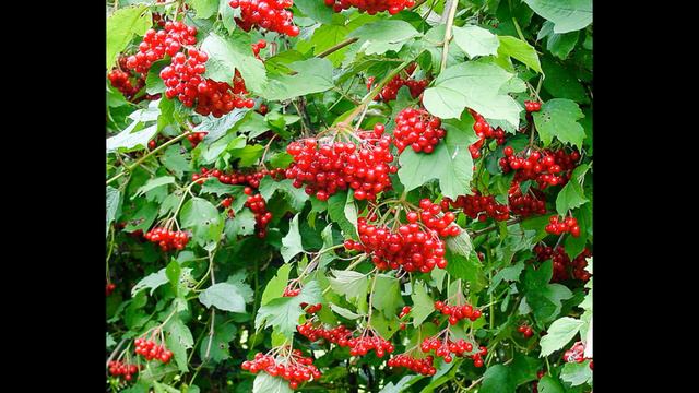 Рослини і квіти України смотреть онлайн