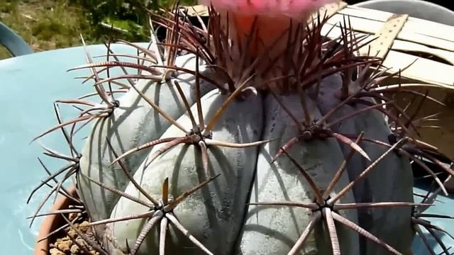 echinocactus horizonthalonius cactus devils head смотреть онлайн