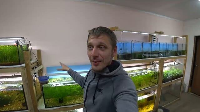 Про петушков