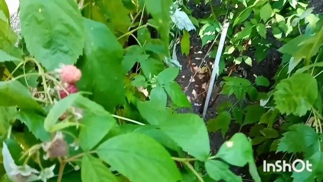 327?Био чай листья смородины малины мяты земляники- полезный травяной чай из сада на каждый день смотреть онлайн