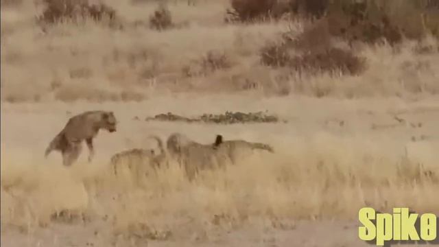 leopards, snakes, crocodiles are the best animal attacks, crocodile vs snakes, bats смотреть онлайн
