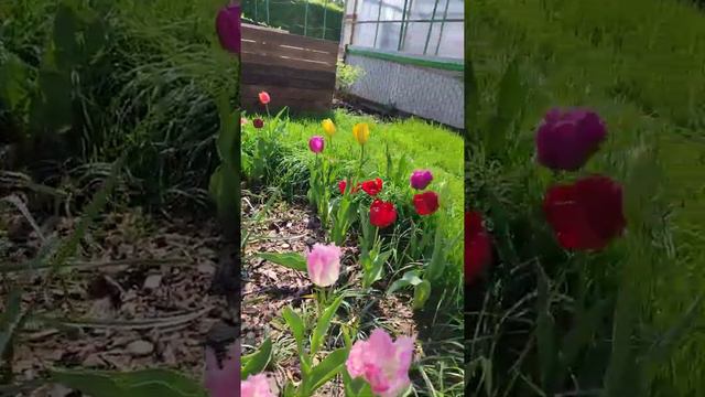 Цветочная клумба-тюльпаны и рододендрон смотреть онлайн