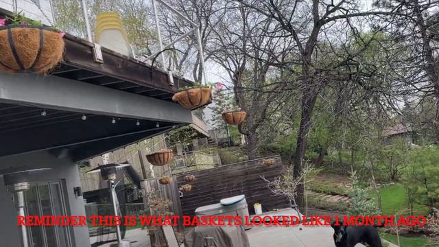 2022 Supertunia Vista Bubblegum Hanging Baskets Series Video 6 - June 17th смотреть онлайн