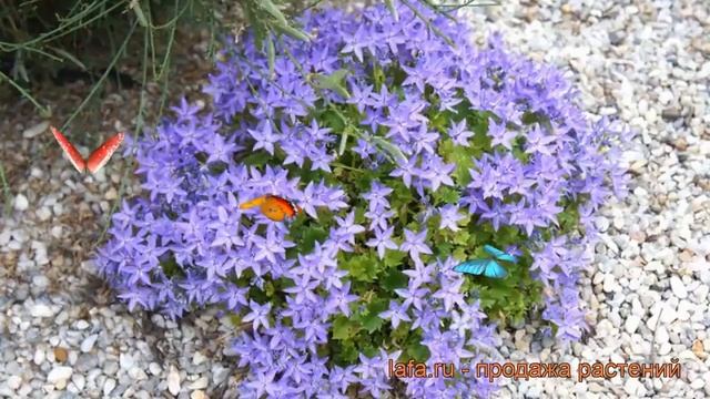 Колокольчик гарганский (campanula garganica) ? колокольчик обзор: как сажать рассада колокольчика смотреть онлайн