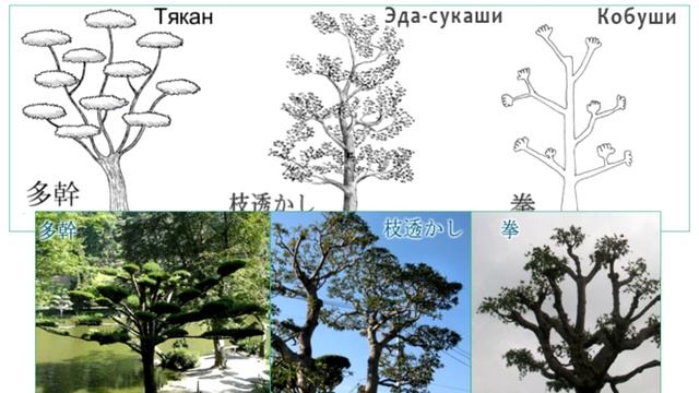 Европейские Ниваки. Часть 2 из цикла "Стрижка деревьев и кустарников" смотреть онлайн