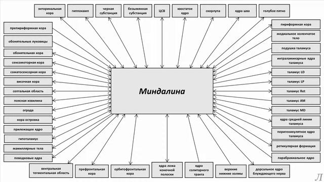 11.16.1 Подробное разъяснение. Миндалина. Часть первая смотреть онлайн