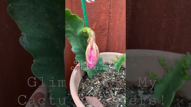 #Shorts | Savouring the Beauty of My Lepismium Cruciforme Cactus Flowers Before They Disappear смотреть онлайн