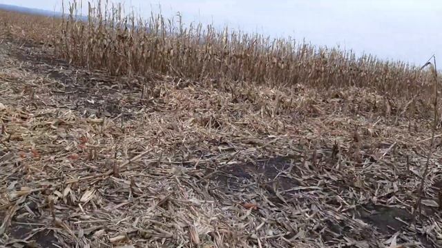 СК 5 НИВА УБОРКА КУКУРУЗЫ 2019 LG 30254 смотреть онлайн