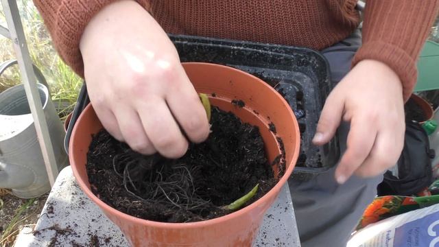 How to Grow Lily of the Valley: Planting Roots смотреть онлайн