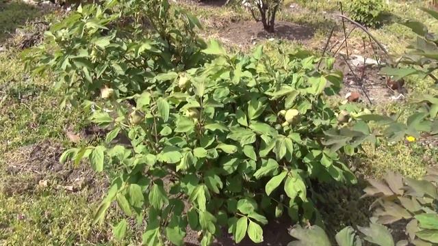 Peony Garden 4-14-2017 смотреть онлайн