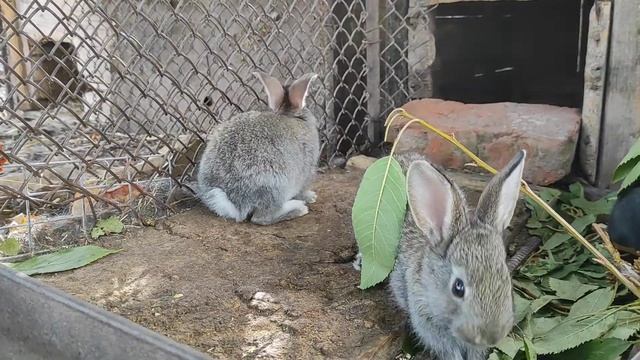 Милі кроленята крупним планом | cute baby Bunnies close up смотреть онлайн
