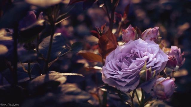 Мгновенно снимайте стресс и тревогу🌹детоксицируйте негативные эмоции🌹целебная музыка для сна #2 смотреть онлайн