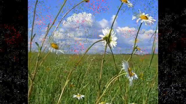 Там где падает звезда...,.. на земле вырастает ромашка...