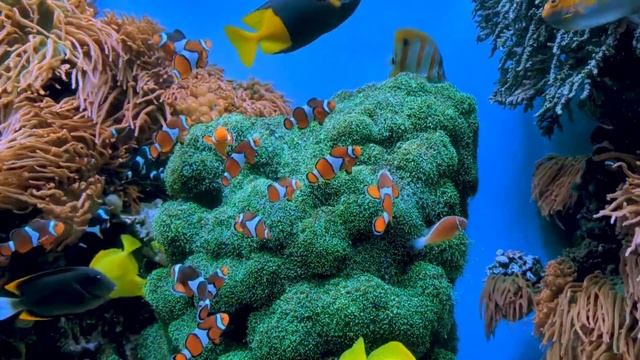 звуки подводных животных. дельфин, краб, рыбы, черепаха, осьминог, кит, акула тюлень смотреть онлайн