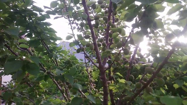 Лето,ах лето...Лето звездное,будь со мной смотреть онлайн