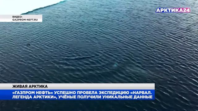 «Газпром нефть» провела экспедицию проекта «Нарвал Легенда Арктики» смотреть онлайн