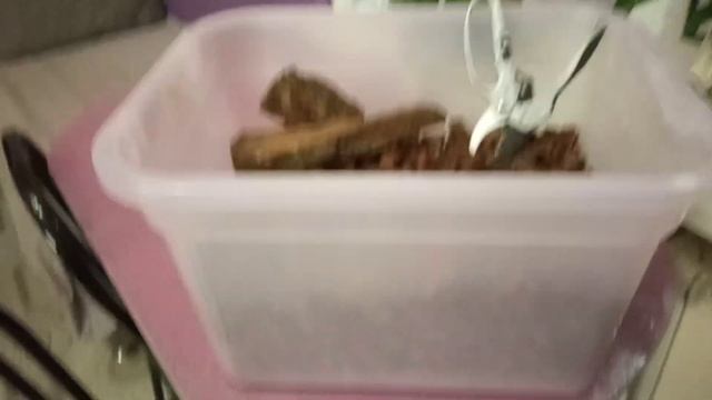 Кора!!! Заготавливаем сами!!! смотреть онлайн