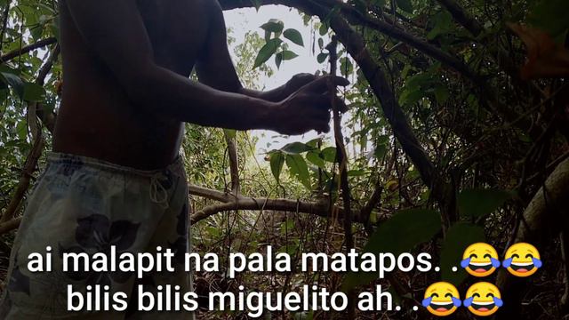 easy home made bird trap at bayawak may nahuli kami!!!😊😊😊 смотреть онлайн