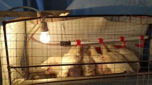 Выращивание Бройлеров/ Как Пропоить Бройлеров с 28 по 30 день от Кокцидиоза