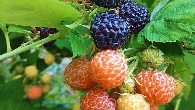 Ежемалина жёлтая Голден Кларк (Кумберленд жёлтый) смотреть онлайн